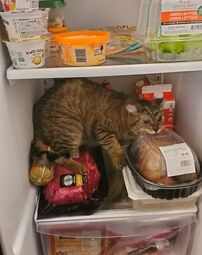 thumbnail of cat fridge.jpg