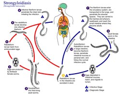 thumbnail of Strongyloidasis_Life Cycle.jpg