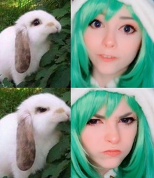 thumbnail of rabbit.jpg