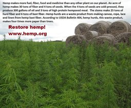 thumbnail of Field of hemp.jpg