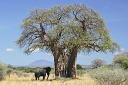 thumbnail of Baobab_and_elephant,_Tanzania.jpg
