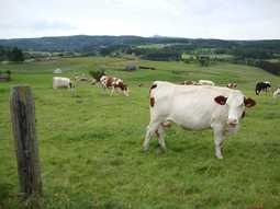 thumbnail of france-cows-cattle-landscape-farm-wallpaper-preview.jpg