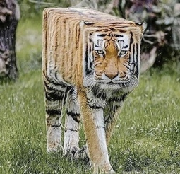 thumbnail of square tiger.jpg