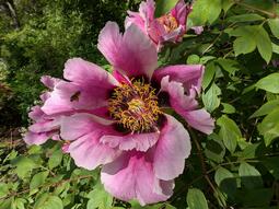 thumbnail of Paeonia2.jpg