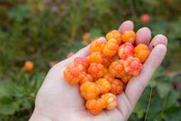 thumbnail of cloudberries-hand.jpg