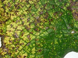 thumbnail of mite infested tree leaf 2.jpg
