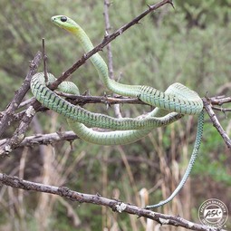 thumbnail of Boomslang-Dispholidus-typus_Copyright-Johan-Marais.jpg