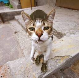 thumbnail of cute-cat-smoking-a-cigarette.jpg