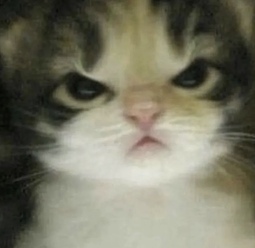 thumbnail of angry cat.jpg