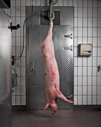 thumbnail of 13291760-A-slaughtered-pig-hanging-from-a-hook.jpg