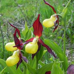 thumbnail of Cypripedium.jpg