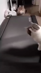 thumbnail of cat treadmill.webm