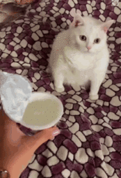 thumbnail of vomiting-cat.gif