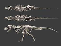 thumbnail of tyrannosaurus_rex_skeleton___anatomy_study_by_hugocafasso-dbsm7p5.png