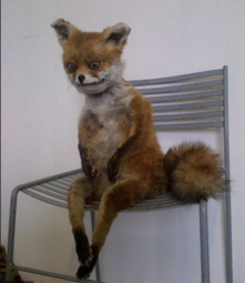 thumbnail of Taxidermy the Fox.png