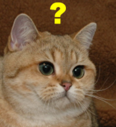 thumbnail of fragekot.png