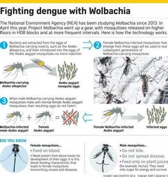 thumbnail of wolbachia.jpeg