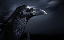 thumbnail of 26807_animals_birds_raven_027484_.jpg