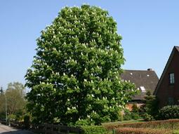 thumbnail of Aesculus_hippocastanum.jpeg