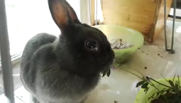 thumbnail of Pet_rabbit_eating_grass.webm