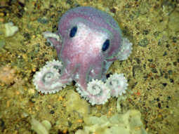 thumbnail of cuteoctopus.jpg