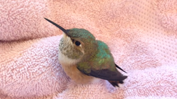 thumbnail of Baby Rufous Hummingbird [Htckxql7GRA].webm