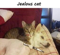 thumbnail of jealousy3.jpg