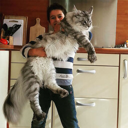 thumbnail of maine-coon-cats-24__605.jpg