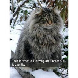 thumbnail of norwegian-forest-cat.jpg