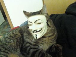 thumbnail of anonymous cat.jpg