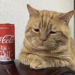 thumbnail of coke cat.jpg
