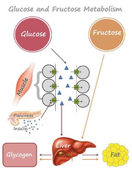 thumbnail of how-body-metabolises-sugar-2.jpg