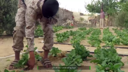 thumbnail of isis-agriculture.webm