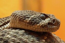 thumbnail of Crotalus_atrox_diamantklapperschlange_kopf.jpg