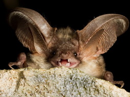 thumbnail of brown-long-eared-bat-scotland 2.jpg
