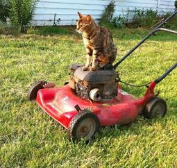 thumbnail of lawnmower cat.jpeg