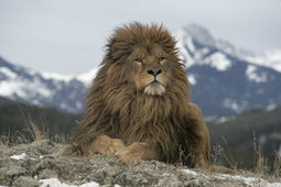 thumbnail of 1280-186281962-barbary-lion.jpg