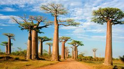 thumbnail of baobab tree arid.jpg