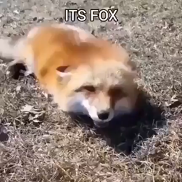 thumbnail of fox fridey.mp4