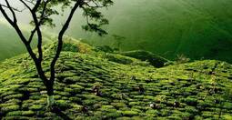 thumbnail of tea-garden-763380-xl-e1324287673830-870x450.jpg