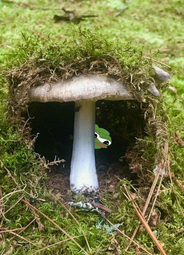 thumbnail of mushroom.png