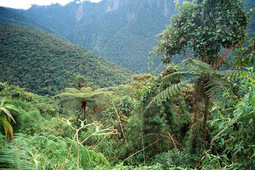 thumbnail of tucuman jungle.jpg