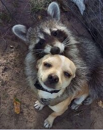 thumbnail of frens_racoon_dog.PNG