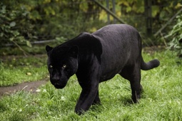 thumbnail of Black-Panther-Animal-featured-image.jpg