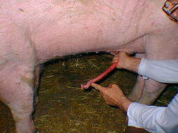 thumbnail of pig_penis2.jpg