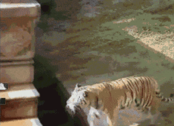 thumbnail of tigers.gif