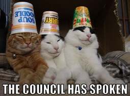thumbnail of Kot Kouncil.jpg