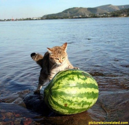 thumbnail of watermelon cat.jpg