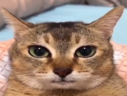 thumbnail of 17427541538618.png