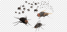 thumbnail of png-transparent-swarm-of-fly-illustration-mosquito-fly-flies-animals-pest-control-cockroach.png